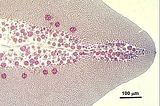 6 – Porzione apicale di un soro di tetrasporocisti